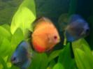 discus Photo Nr. 11