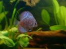 discus Photo Nr. 12