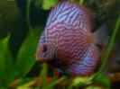 discus Photo Nr. 22