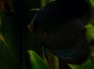 discus Photo Nr. 39