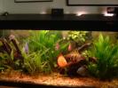 discus Photo Nr. 40