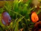 discus Photo Nr. 41