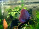 discus Photo Nr. 42