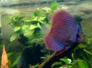 discus Photo Nr. 43