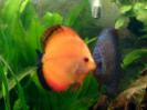 discus Photo Nr. 44
