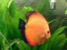 discus Photo Nr. 45
