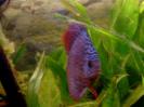 discus Photo Nr. 46
