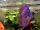 discus Photo Nr. 47