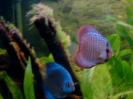 discus Photo Nr. 48