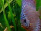 discus Photo Nr. 49
