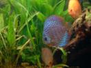 discus Photo Nr. 50