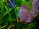 discus Photo Nr. 58