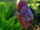 discus Photo Nr. 59