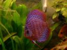 discus Photo Nr. 60