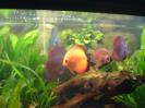 discus Photo Nr. 62
