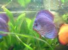 discus Photo Nr. 65