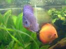 discus Photo Nr. 66