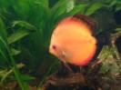 discus Photo Nr. 68