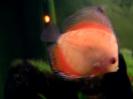 discus Photo Nr. 70