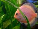 discus Photo Nr. 72