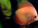 discus Photo Nr. 76