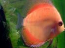 discus Photo Nr. 77