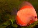 discus Photo Nr. 78